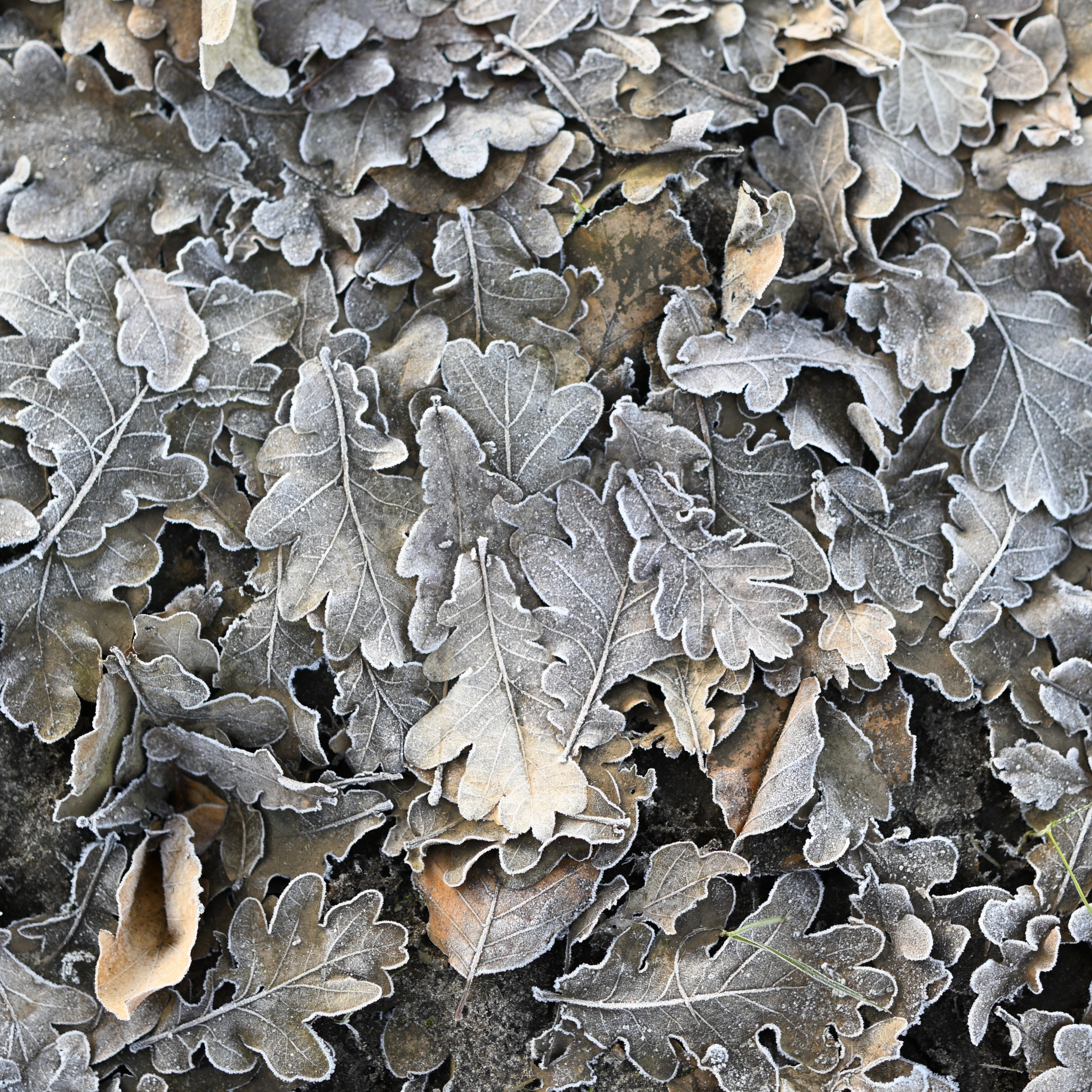 Eikenblad met rijp Marcel Mulder